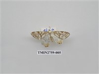 藏品(尺蛾328)的圖片